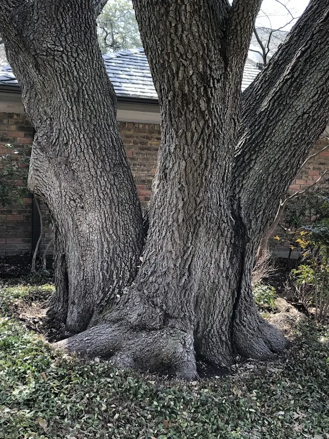 Mature heritage tree close to a Moorpark property cared for by certified arborists
